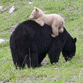 bearrrr-1