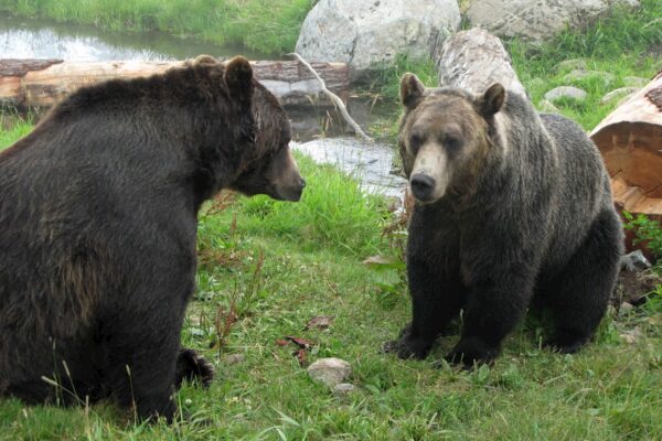 Capilano Bridge & Grouse Mountain - Private Group of 2 People